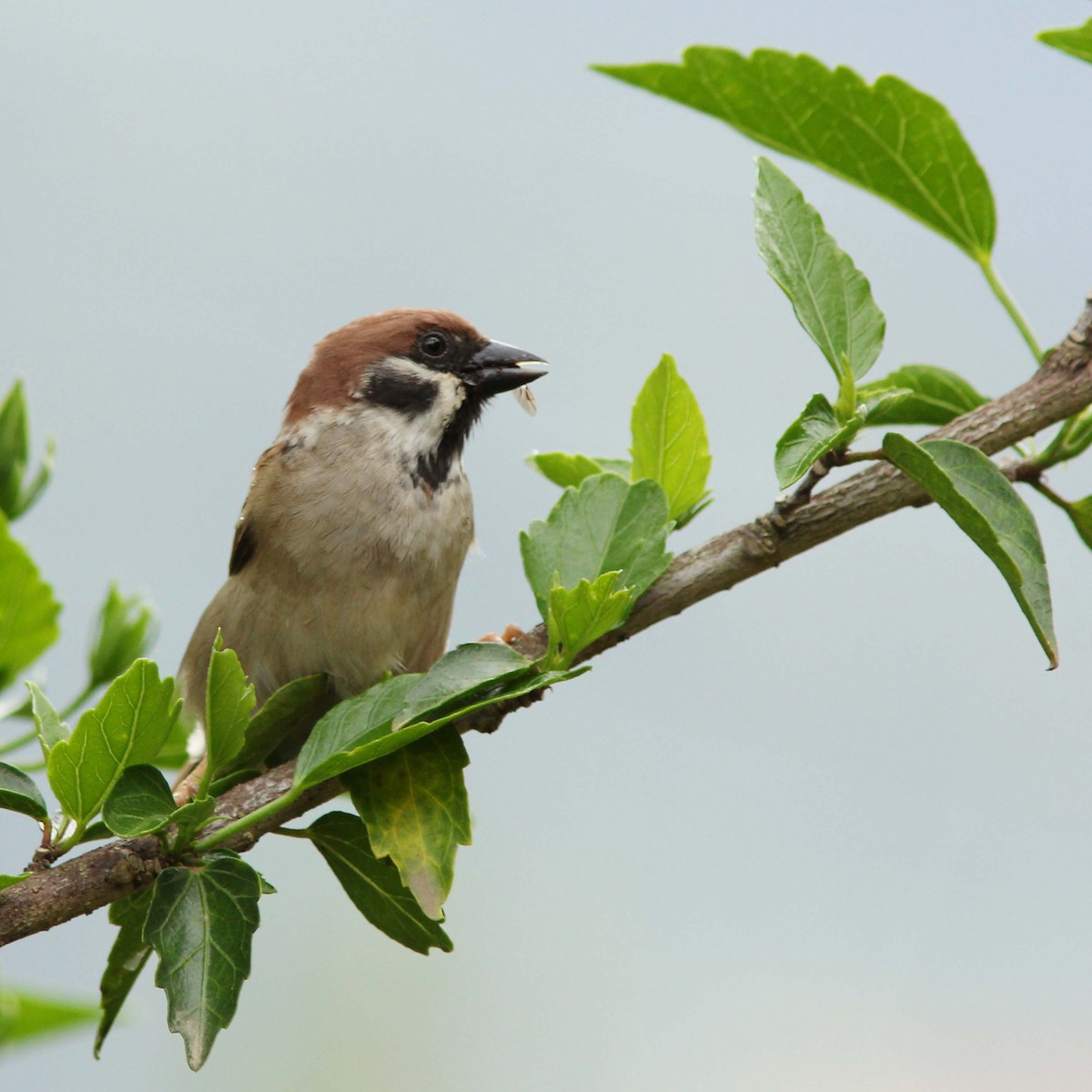 Eurasian Tree Sparrow - ML205270001