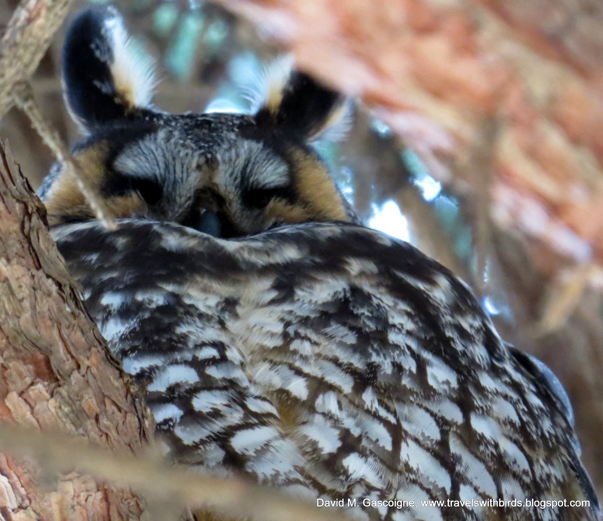 Long-eared Owl (American) - David Gascoigne