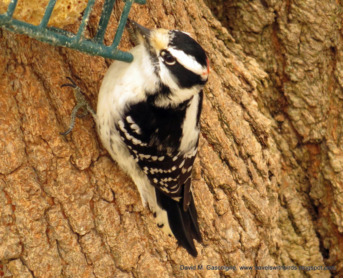 Downy Woodpecker (Eastern) - David Gascoigne