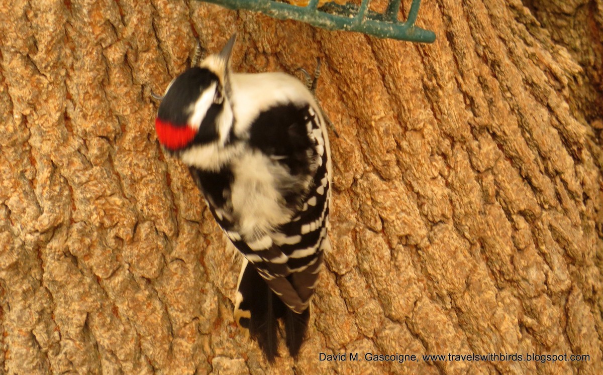 Downy Woodpecker (Eastern) - ML205271961