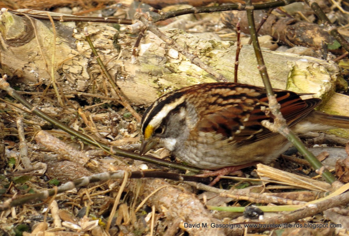 White-throated Sparrow - ML205272001