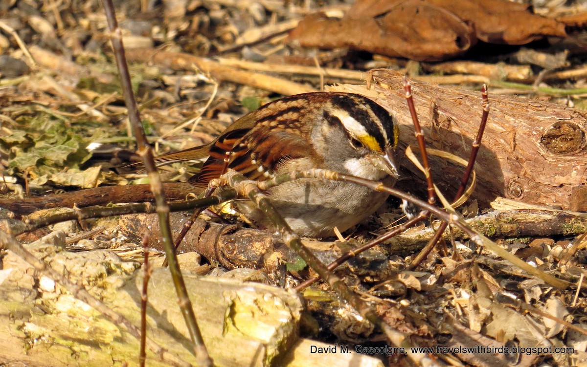 White-throated Sparrow - David Gascoigne