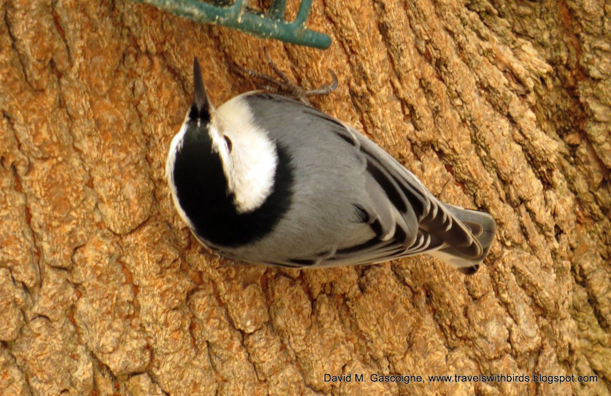 White-breasted Nuthatch (Eastern) - ML205272031