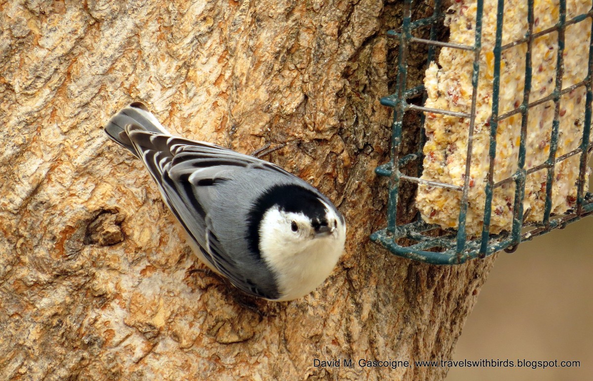 White-breasted Nuthatch (Eastern) - ML205272051
