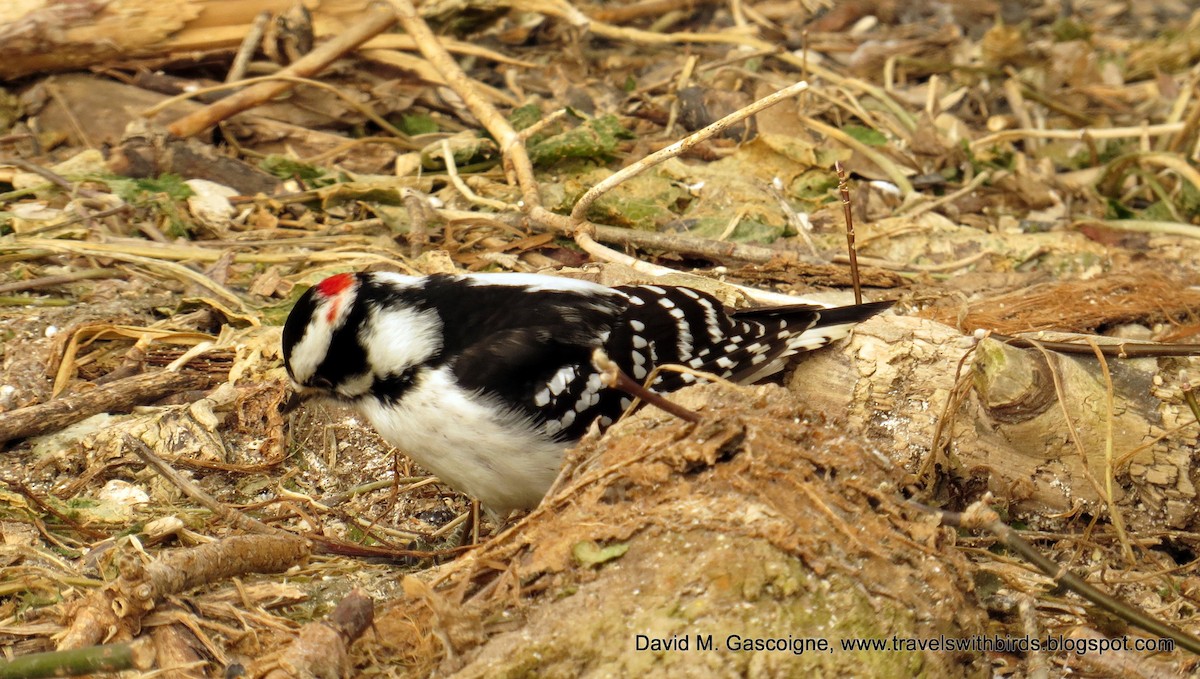 Downy Woodpecker (Eastern) - ML205272071