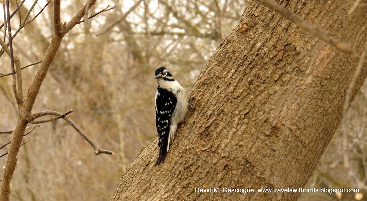 Hairy Woodpecker (Eastern) - David Gascoigne