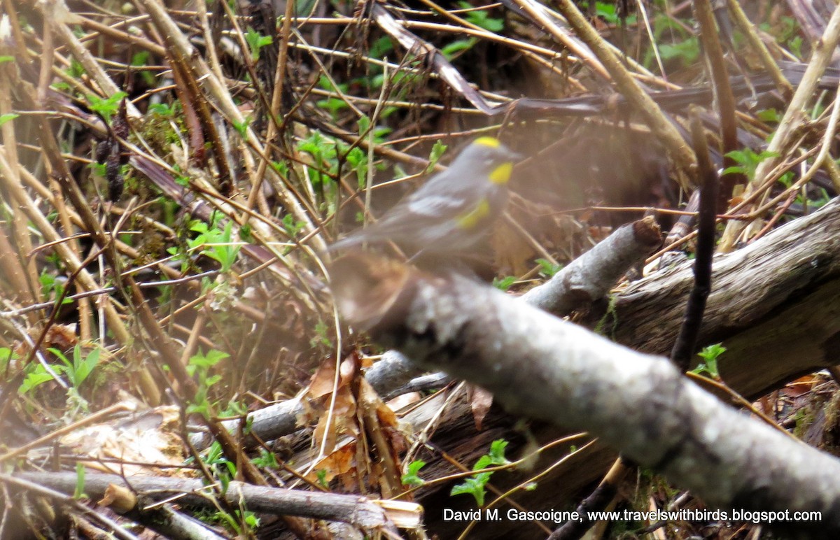 Yellow-rumped Warbler (Audubon's) - David Gascoigne