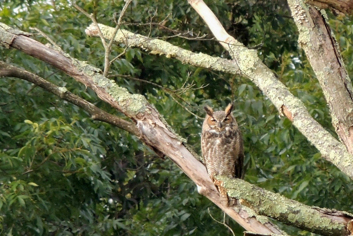 Great Horned Owl - John Haas