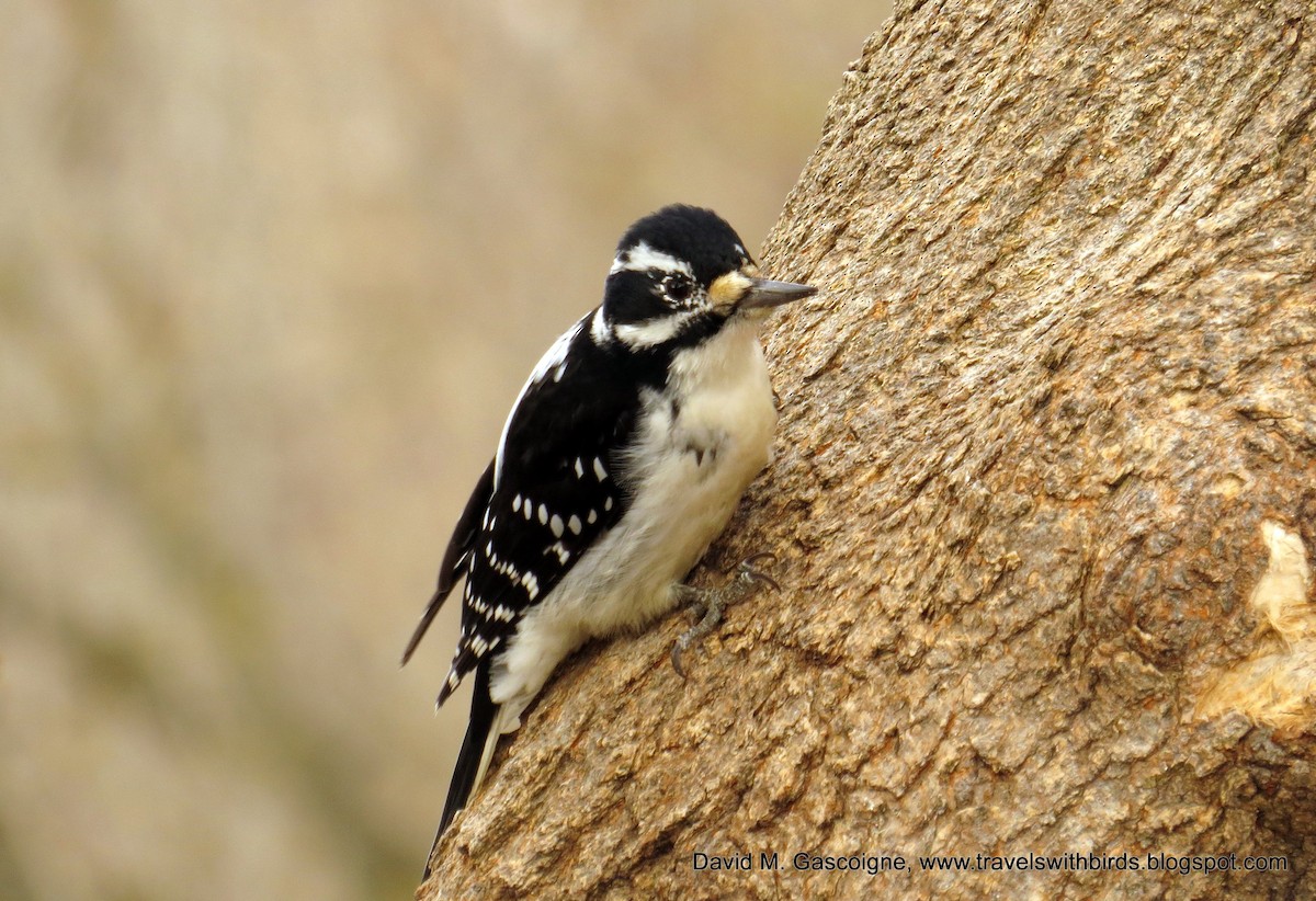 Hairy Woodpecker (Eastern) - David Gascoigne