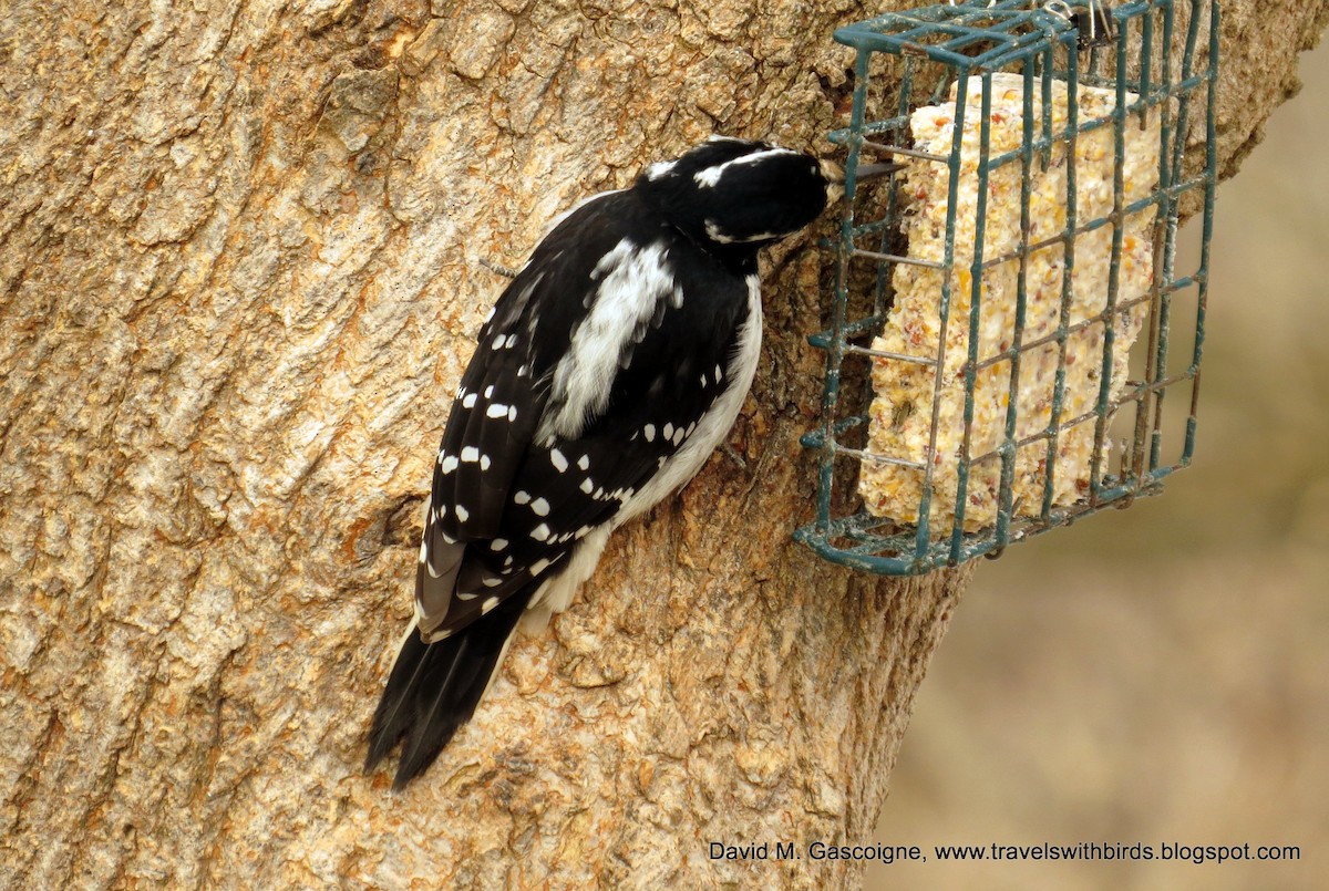 Hairy Woodpecker (Eastern) - ML205273991