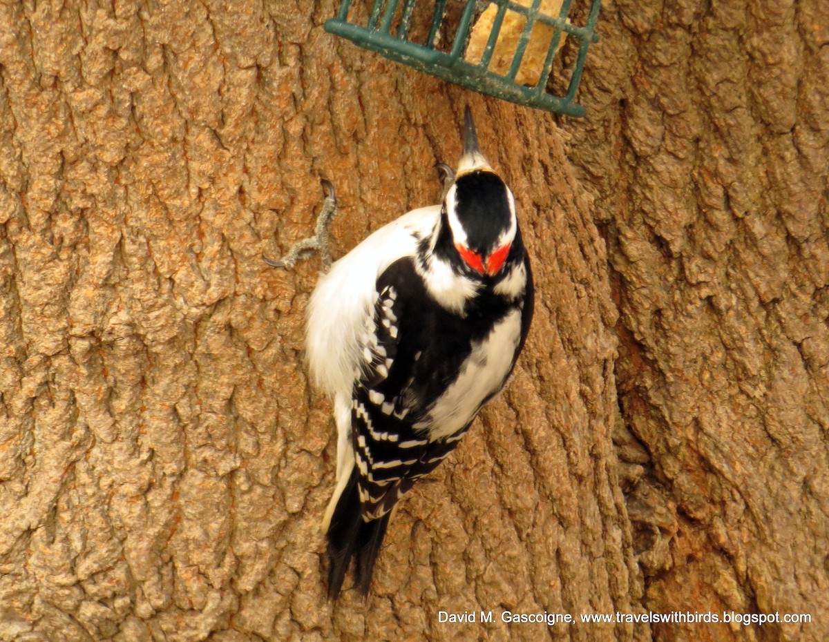 Hairy Woodpecker (Eastern) - ML205274021