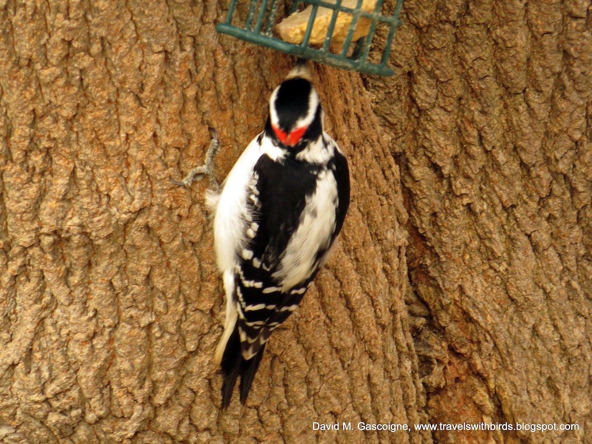 Hairy Woodpecker (Eastern) - ML205274031
