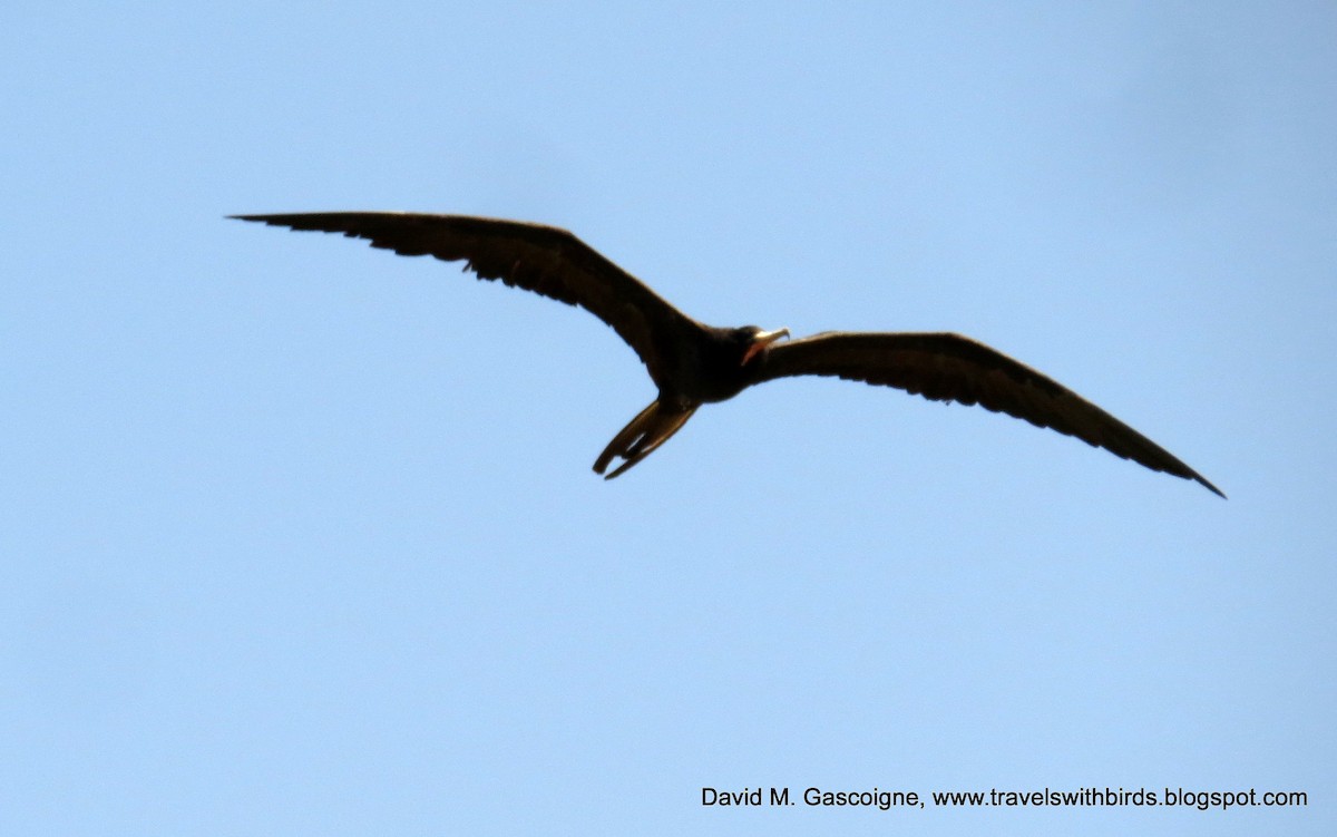Magnificent Frigatebird - David Gascoigne