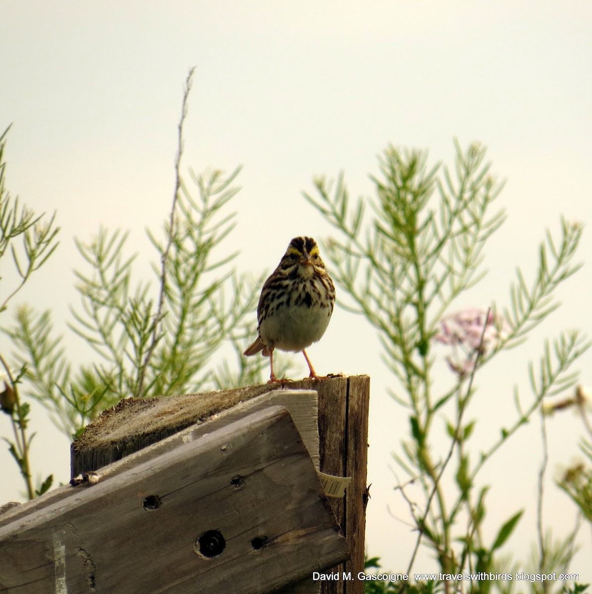 Savannah Sparrow (Savannah) - David Gascoigne