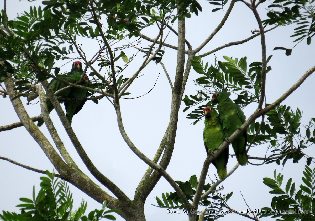 Red-lored Parrot (Red-lored) - David Gascoigne