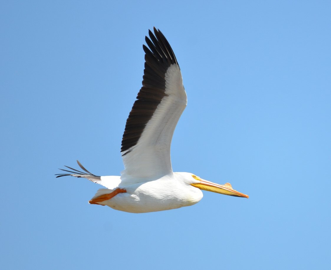 American White Pelican - Dan Cowell