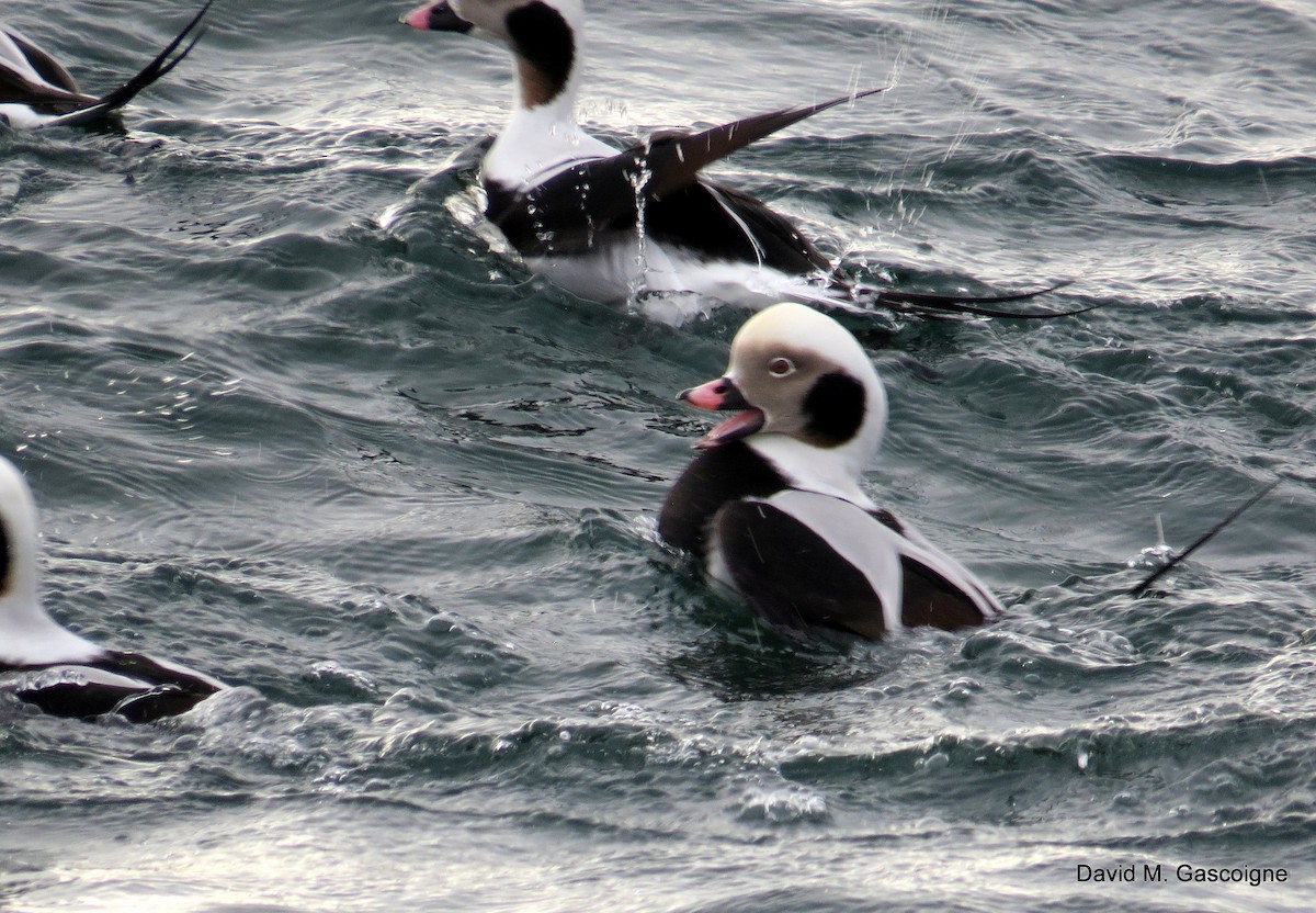Long-tailed Duck - ML205277001