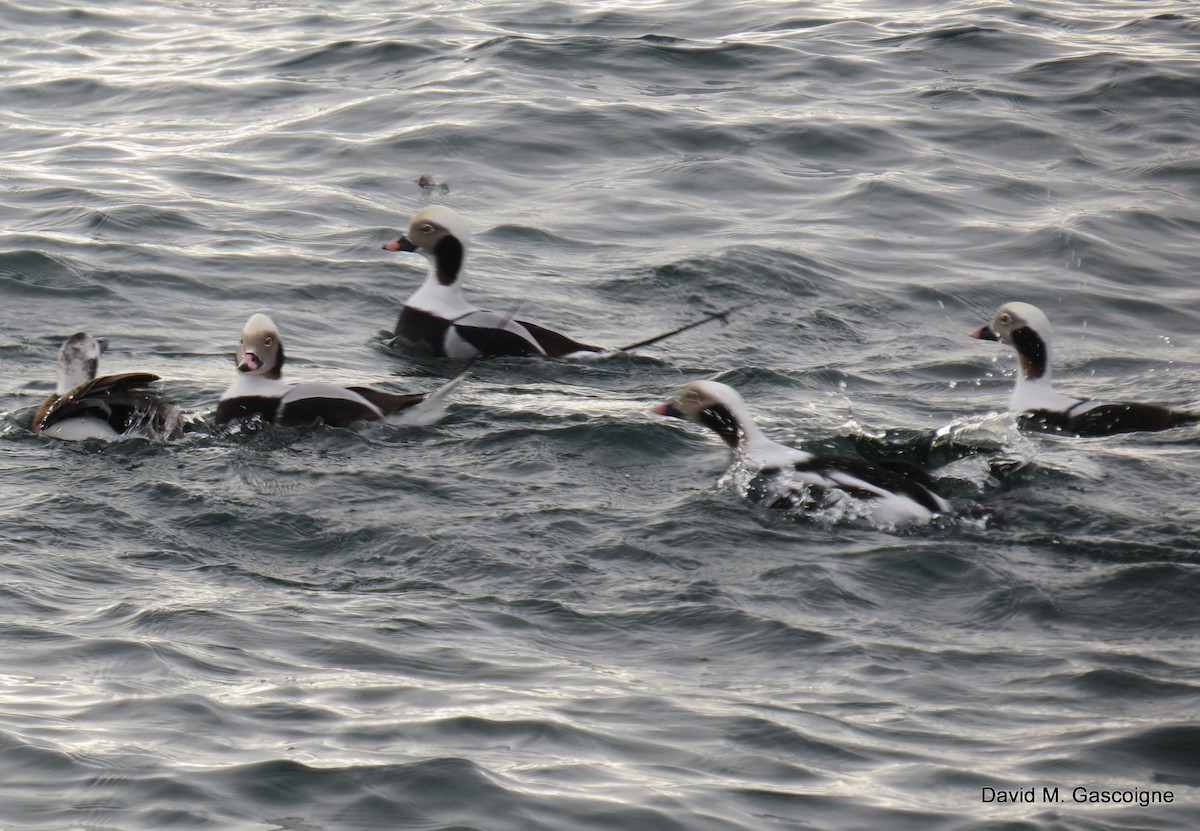 Long-tailed Duck - ML205277011