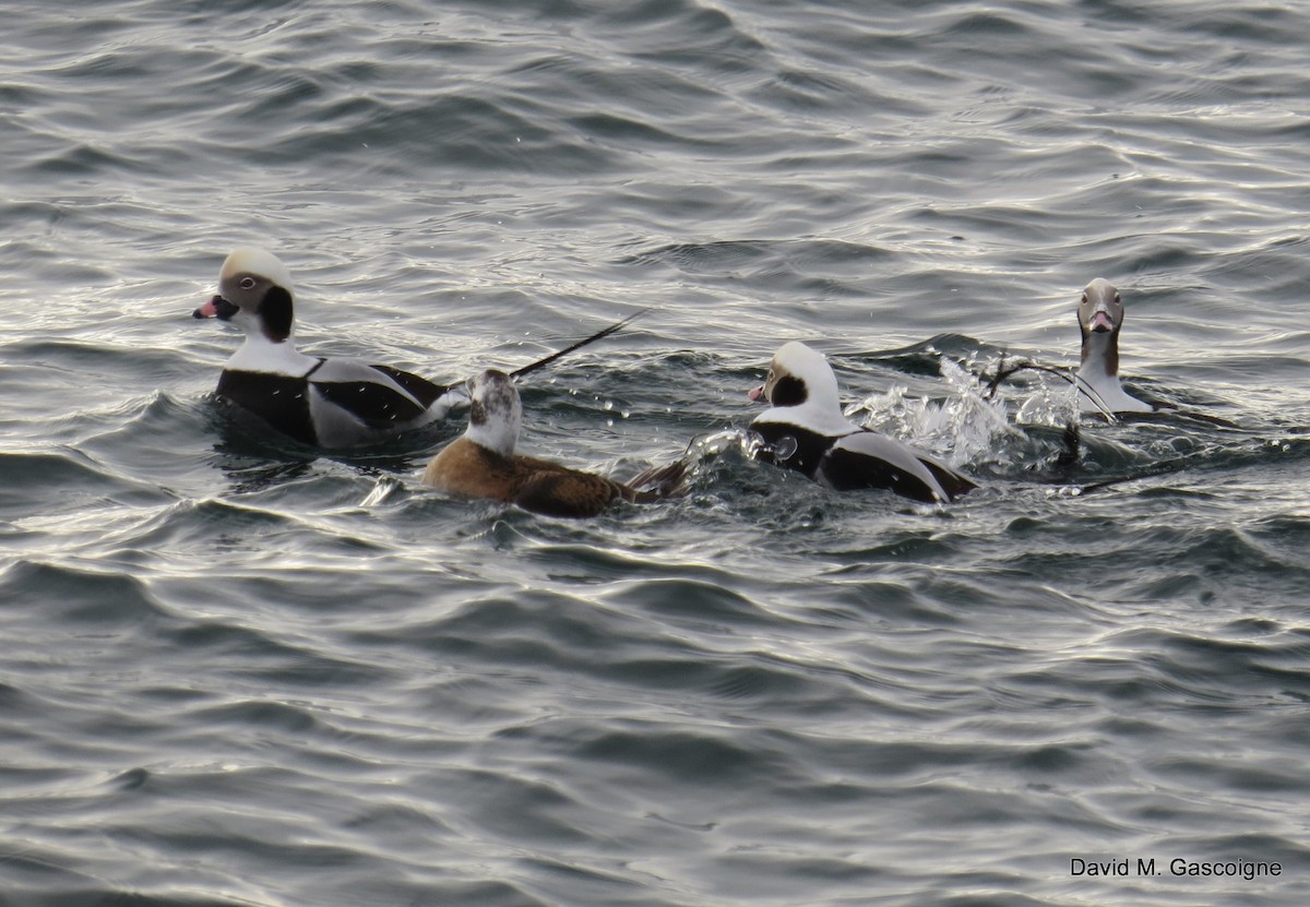 Long-tailed Duck - ML205277021