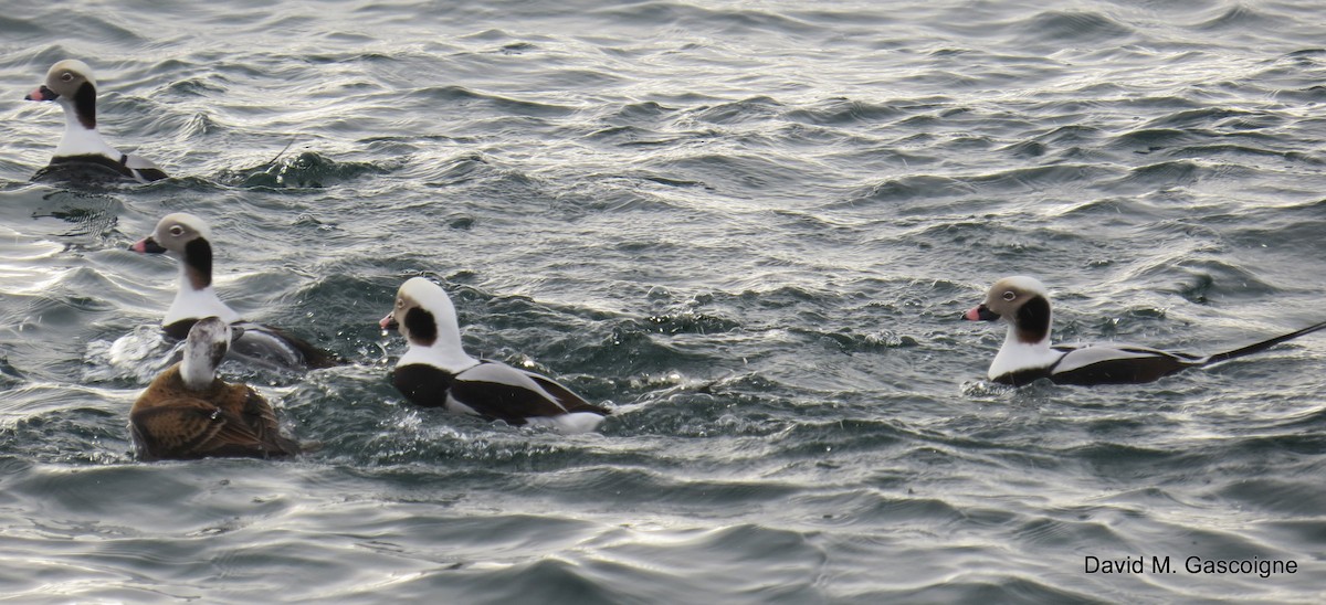 Long-tailed Duck - ML205277031