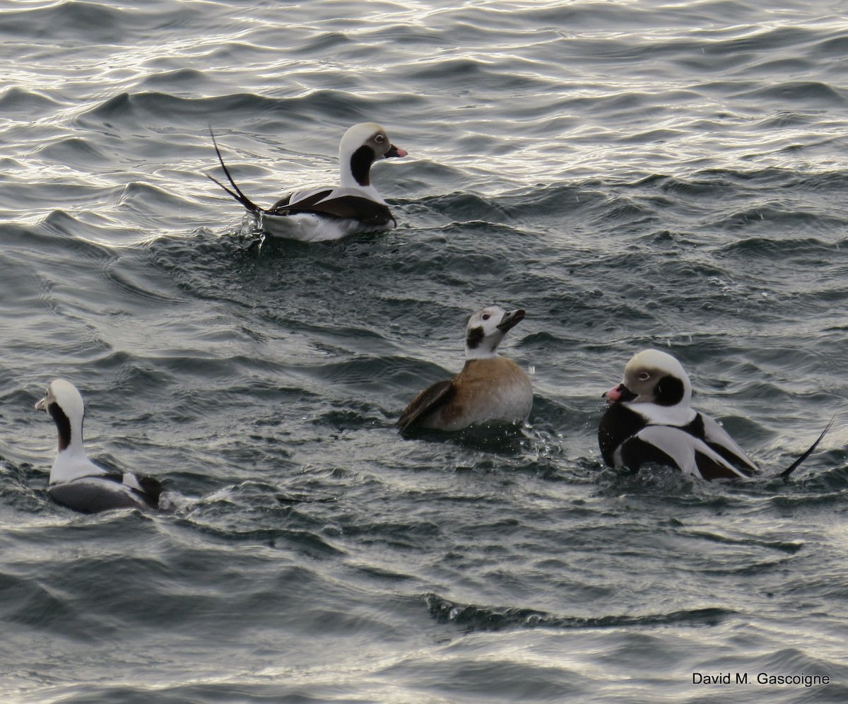 Long-tailed Duck - ML205277041