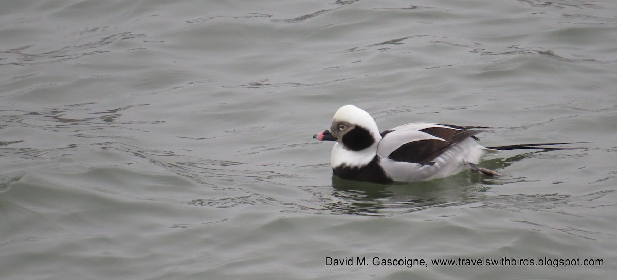 Long-tailed Duck - ML205277081