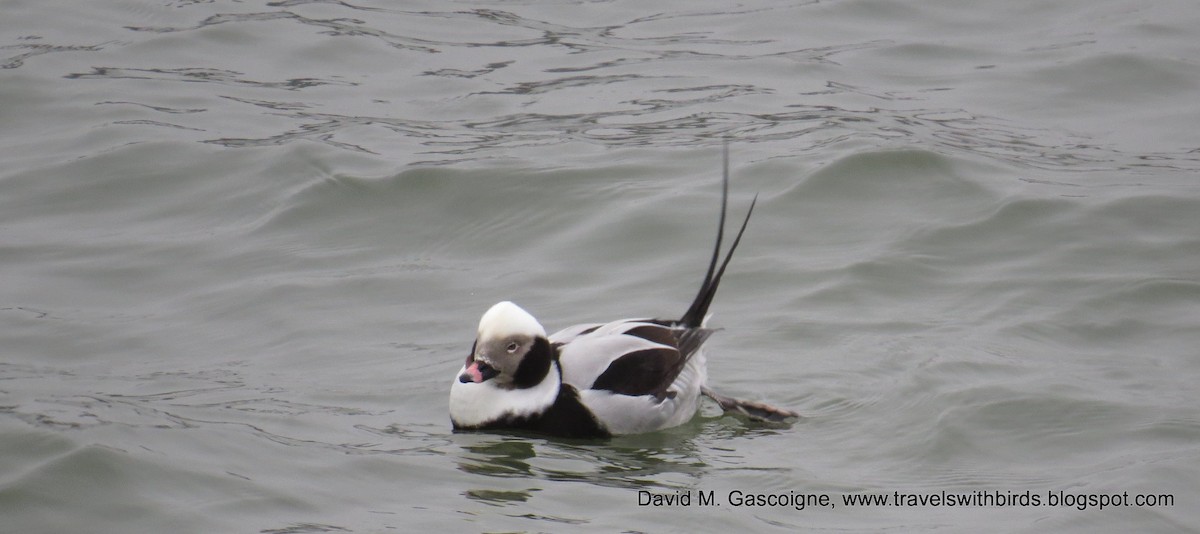 Long-tailed Duck - ML205277091