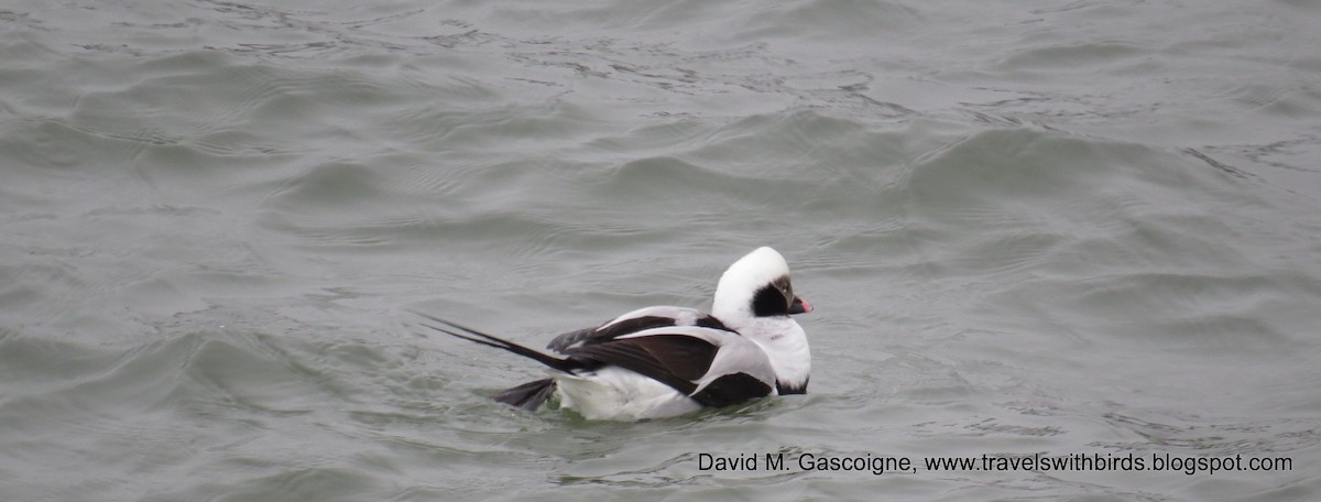 Long-tailed Duck - ML205277101