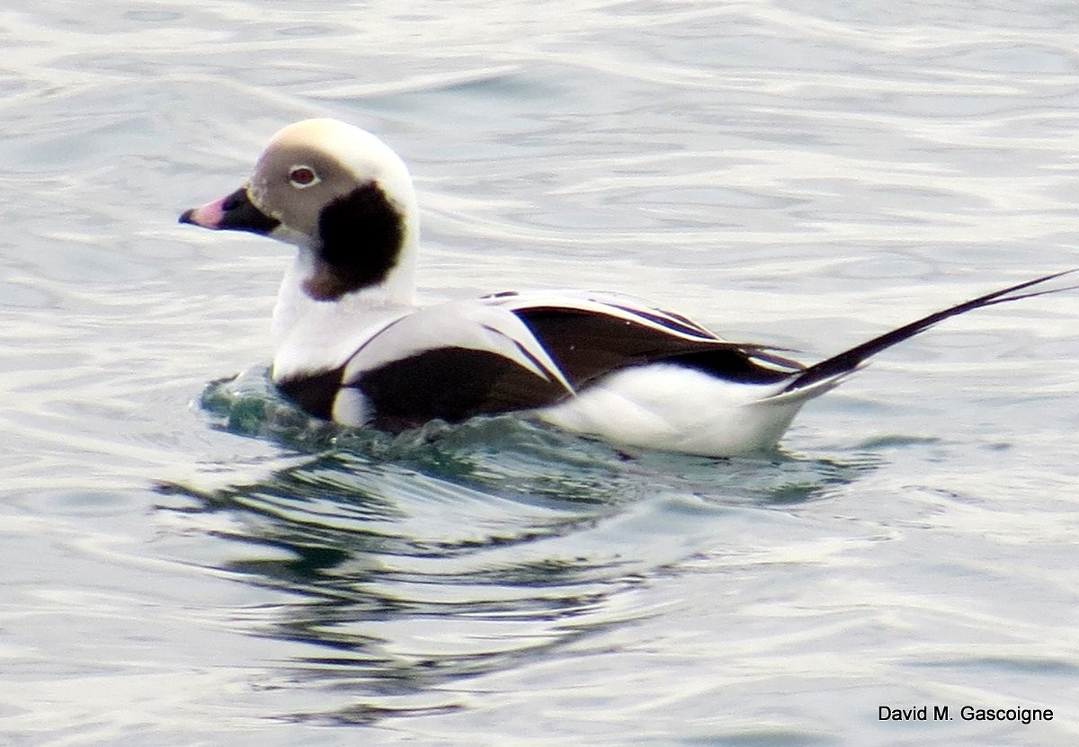 Long-tailed Duck - ML205277141