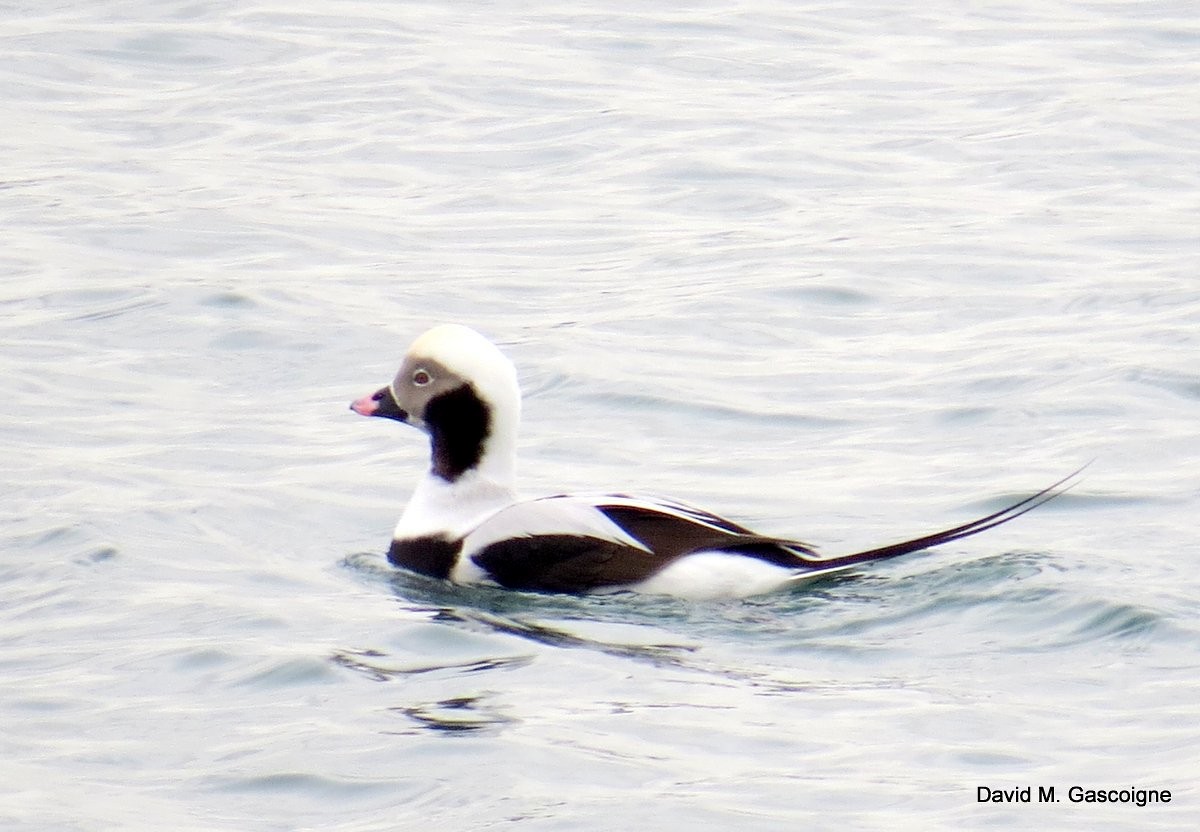 Long-tailed Duck - ML205277151