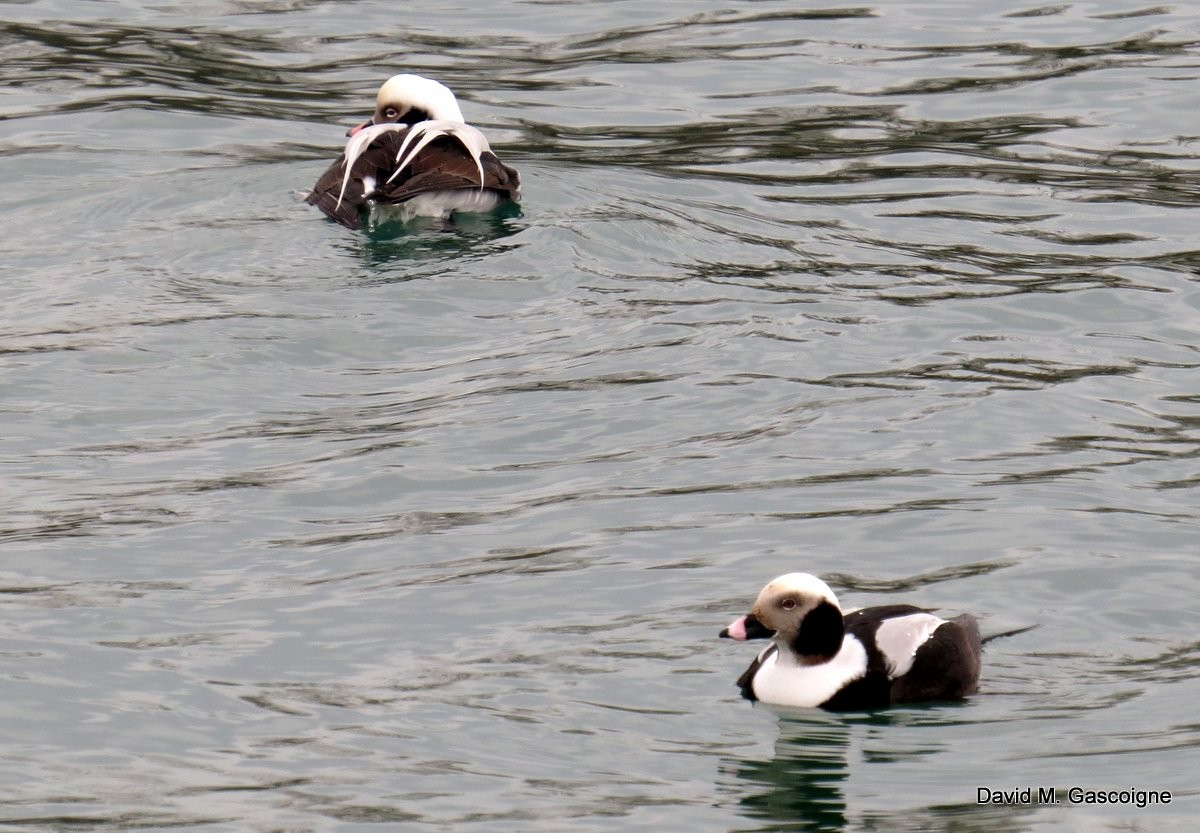 Long-tailed Duck - ML205277161