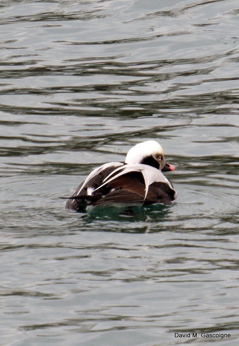 Long-tailed Duck - ML205277171
