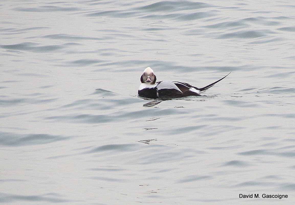 Long-tailed Duck - ML205277181
