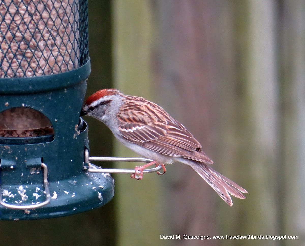 Chipping Sparrow - ML205277951