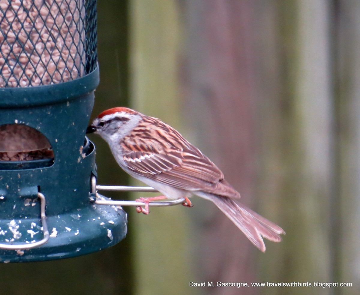 Chipping Sparrow - ML205277961