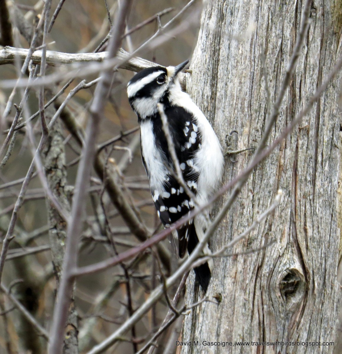 Downy Woodpecker (Eastern) - ML205278231