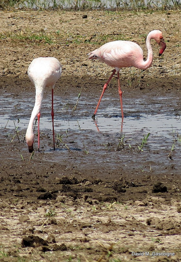 Greater Flamingo - David Gascoigne