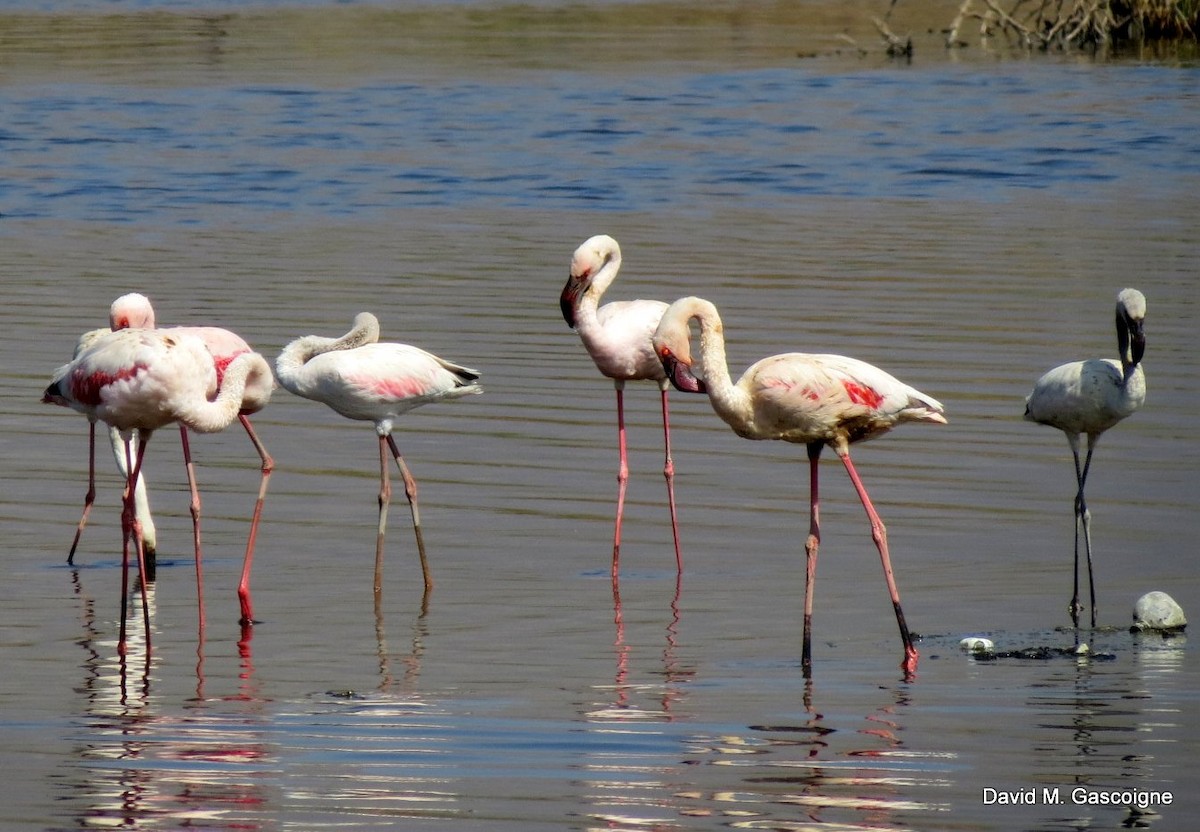 Greater Flamingo - David Gascoigne