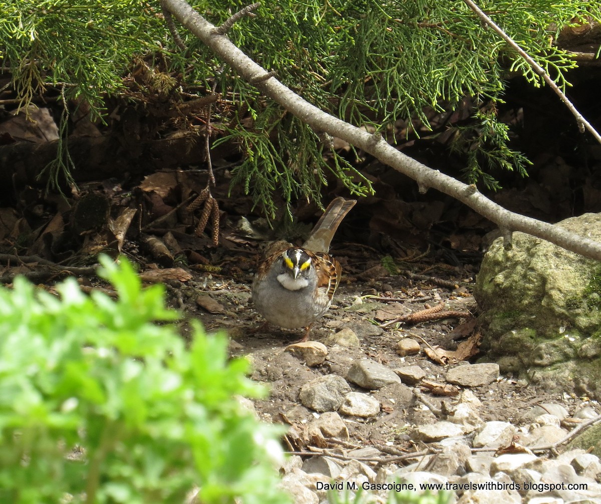 White-throated Sparrow - ML205279791