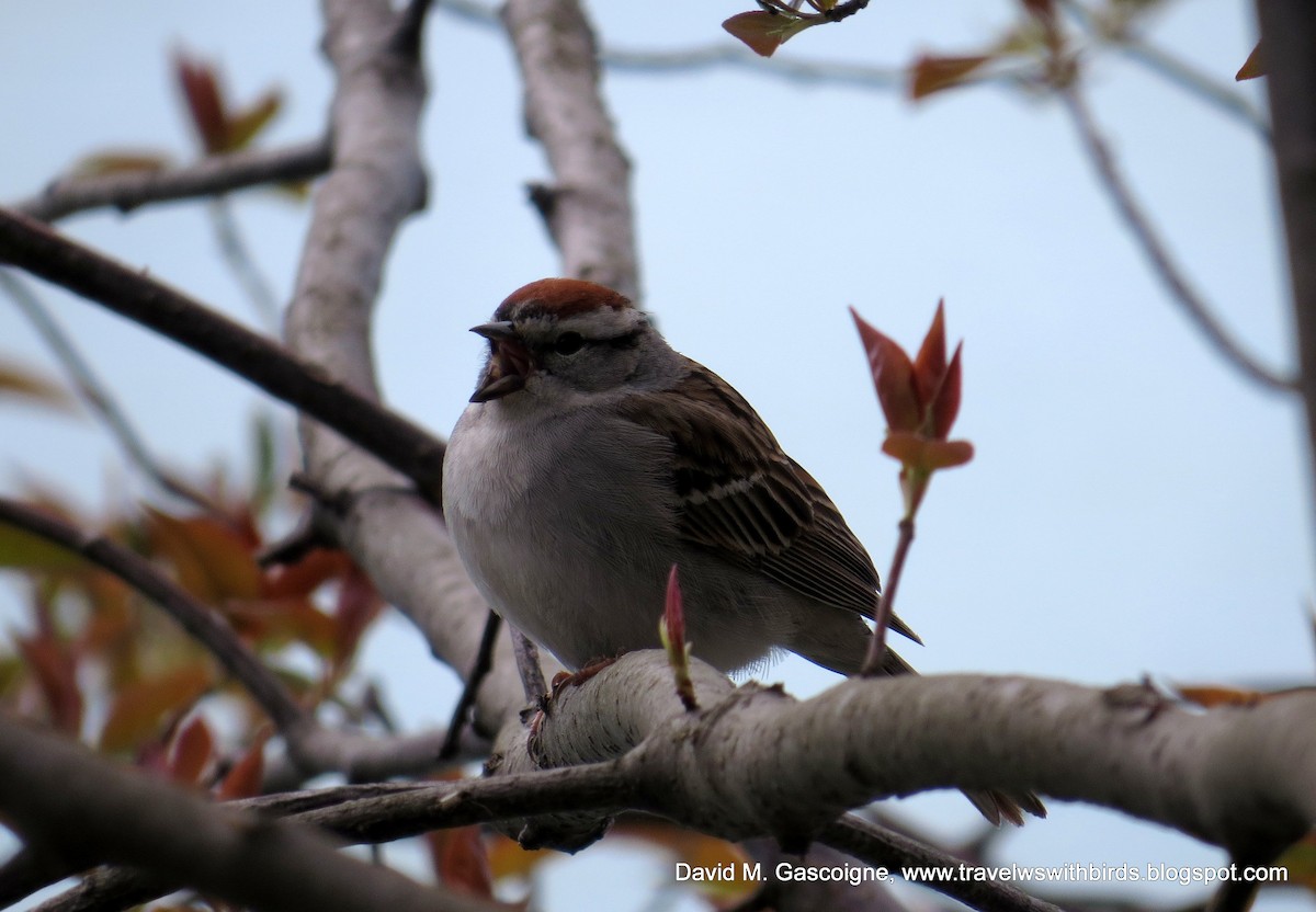 Chipping Sparrow - ML205279931