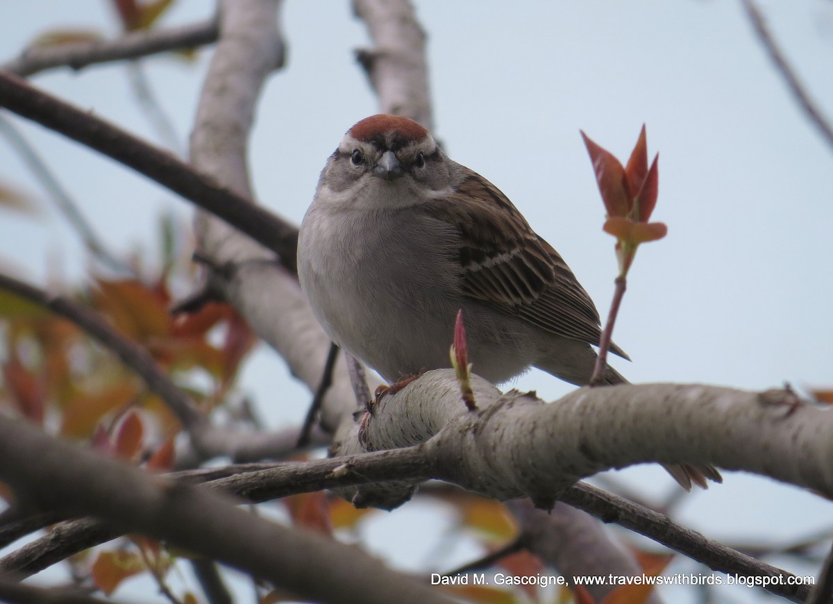 Chipping Sparrow - ML205279941