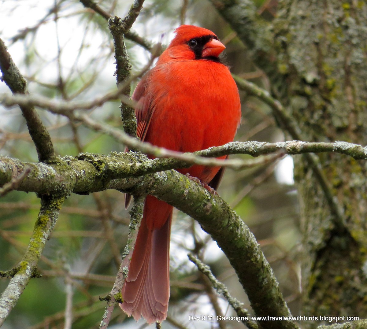 Northern Cardinal (Common) - David Gascoigne