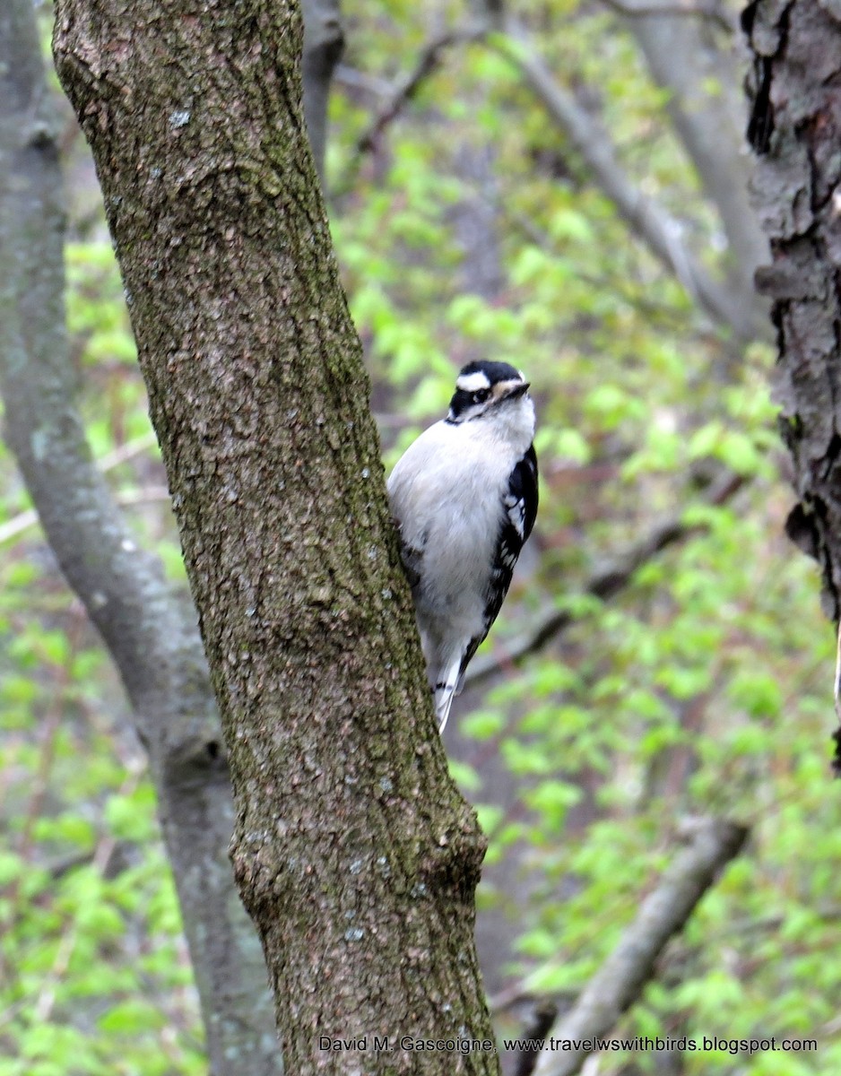 Downy Woodpecker (Eastern) - ML205280031