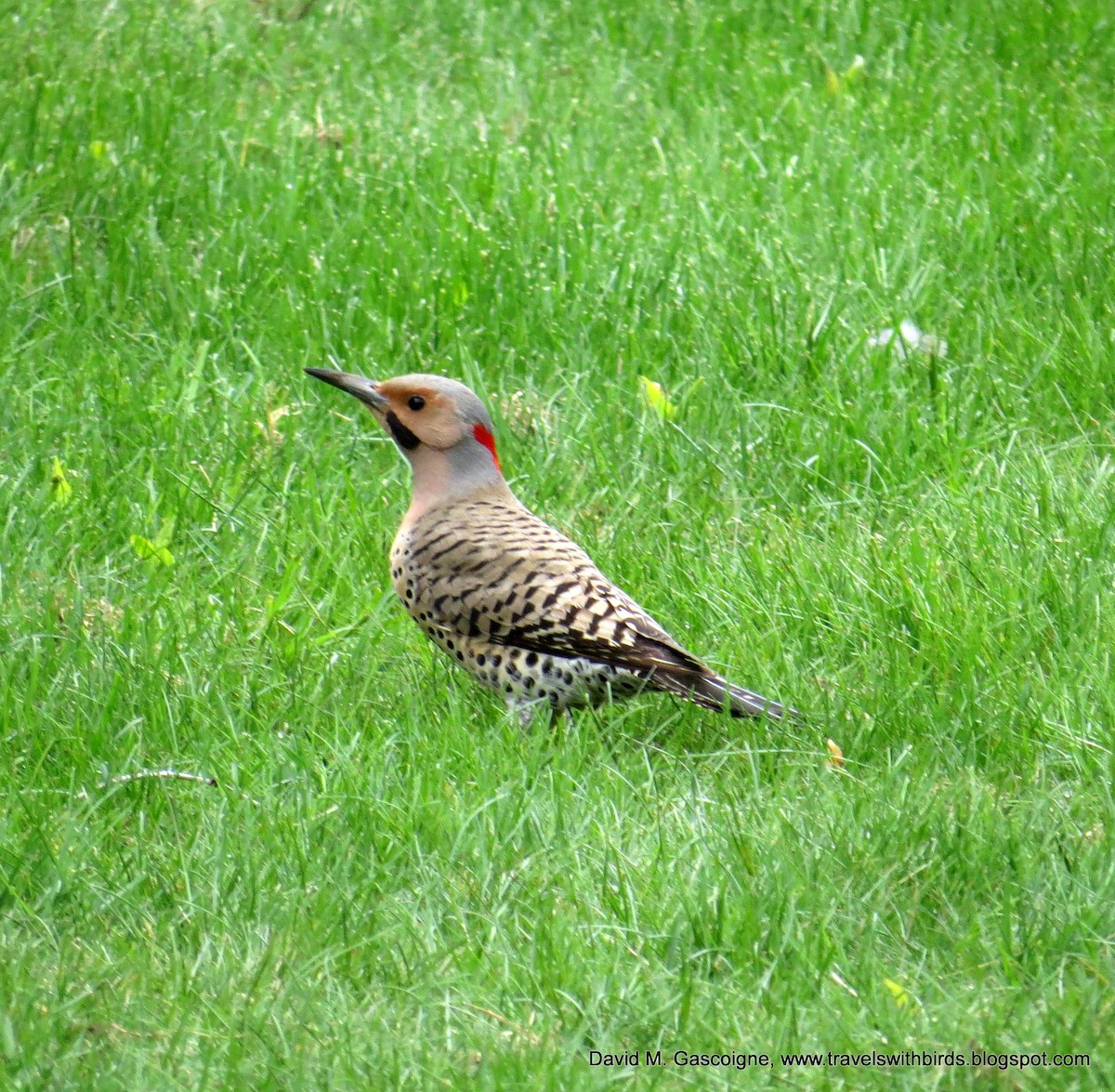 Northern Flicker (Yellow-shafted) - ML205280211