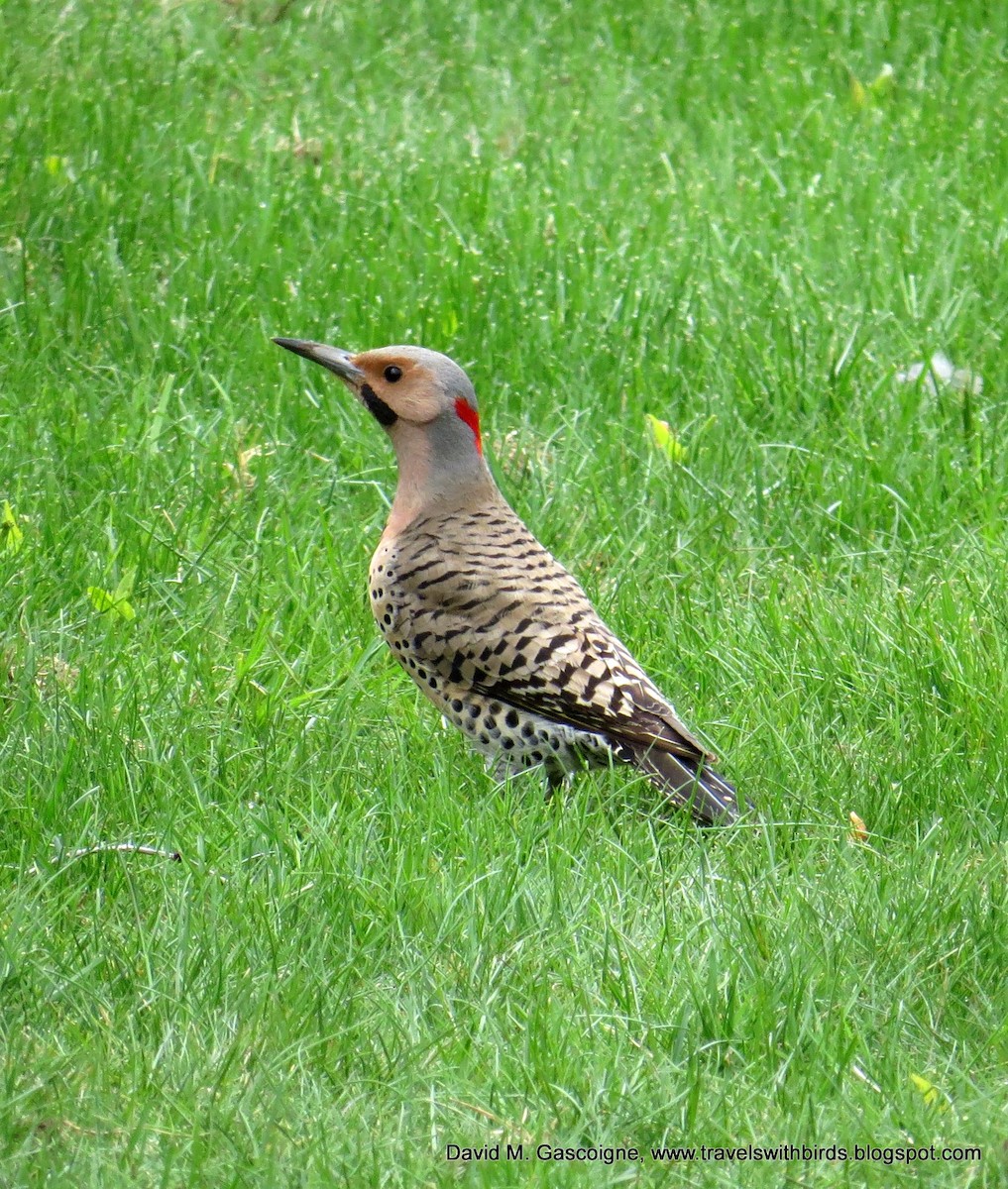 Northern Flicker (Yellow-shafted) - ML205280221