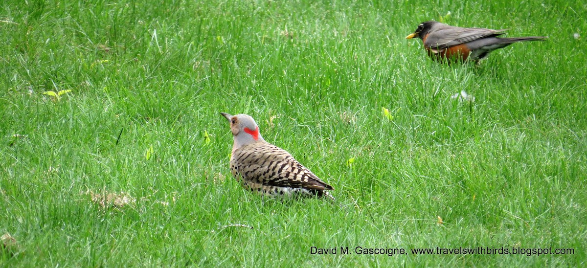 Northern Flicker (Yellow-shafted) - ML205280251