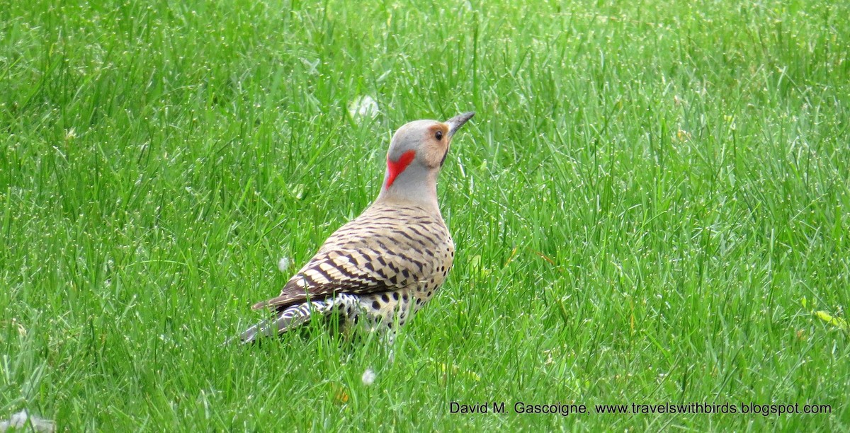 Northern Flicker (Yellow-shafted) - ML205280271