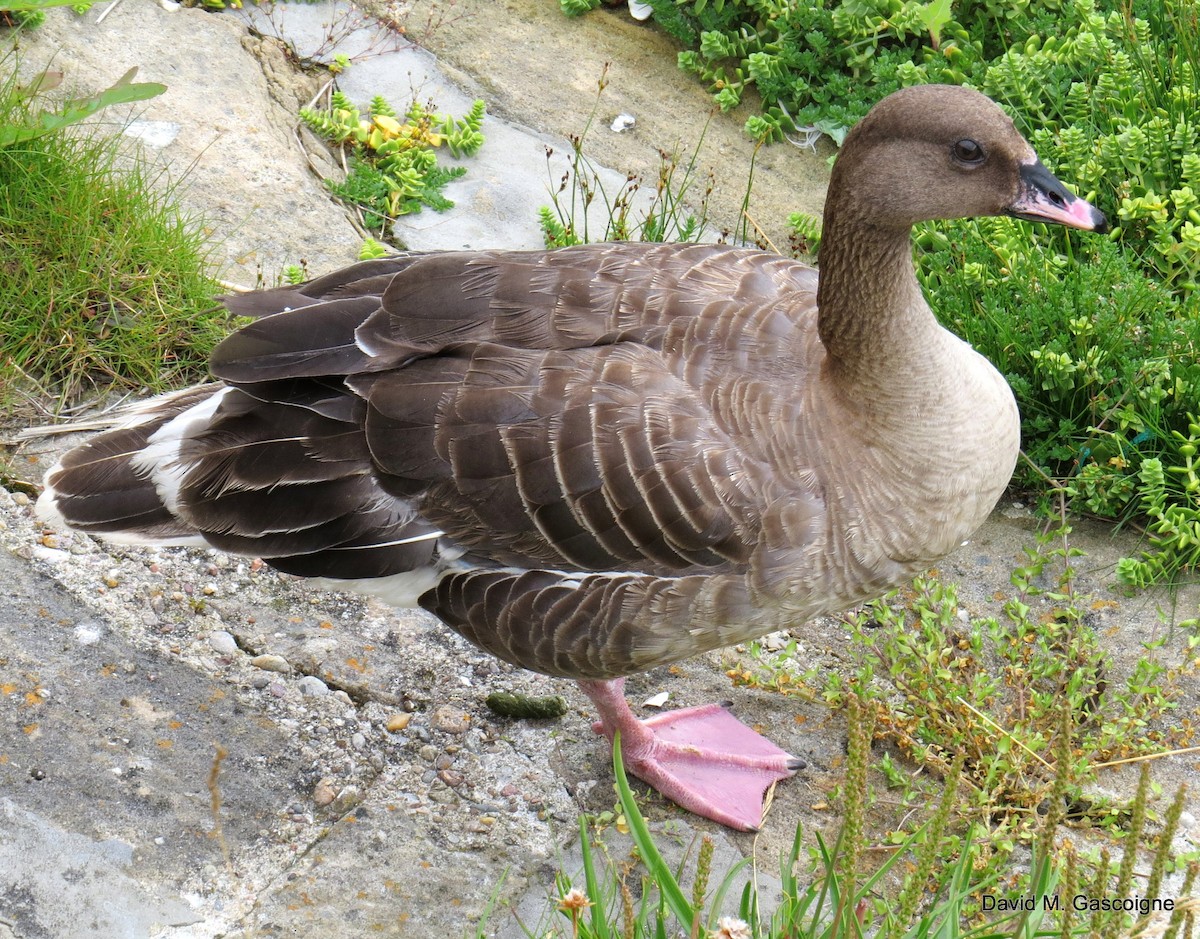 Pink-footed Goose - David Gascoigne