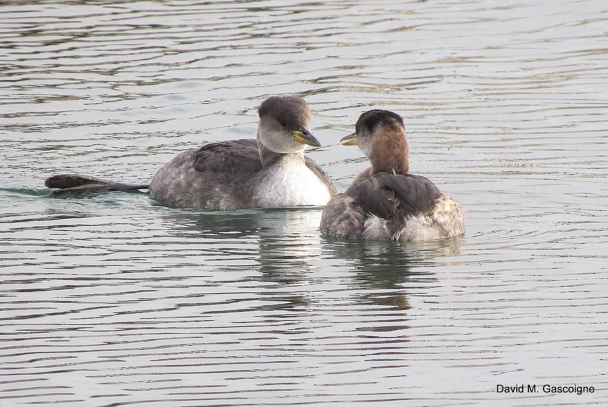 Red-necked Grebe - ML205282291