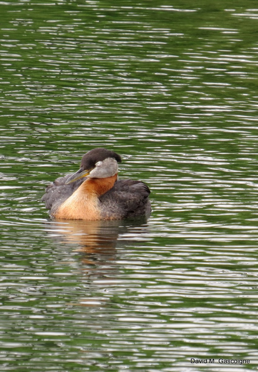 Red-necked Grebe - ML205282321